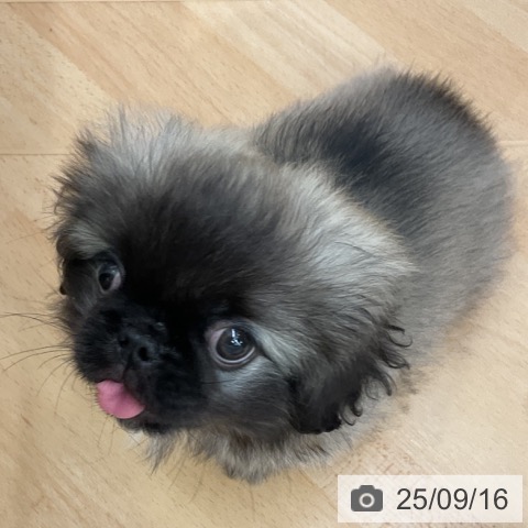 ペキニーズの写真