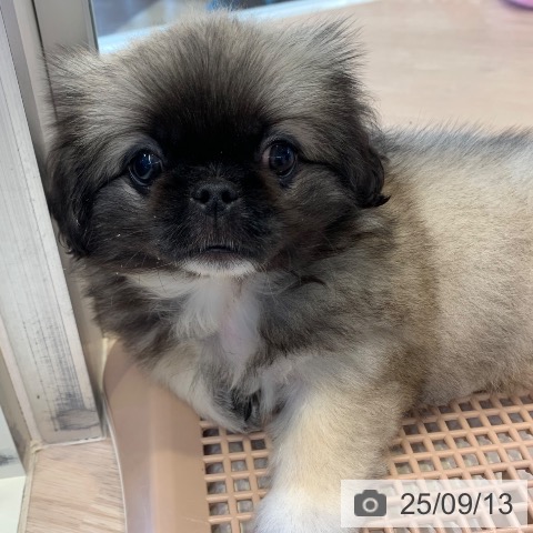 ペキニーズの写真