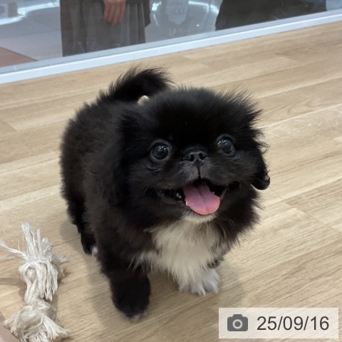 ペキニーズの写真