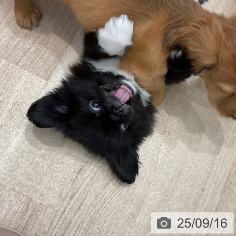 ペキニーズの写真