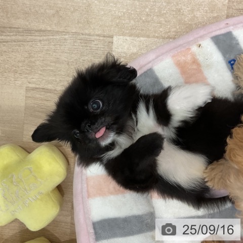 ペキニーズの写真