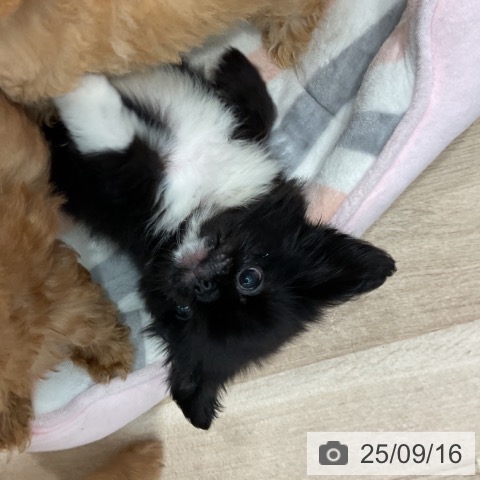 ペキニーズの写真
