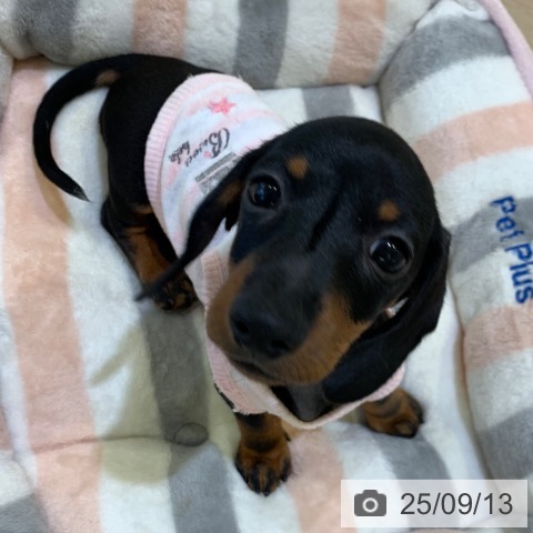 ミニチュア・ダックスフンドの写真