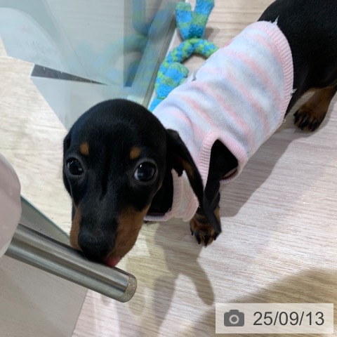 ミニチュア・ダックスフンドの写真