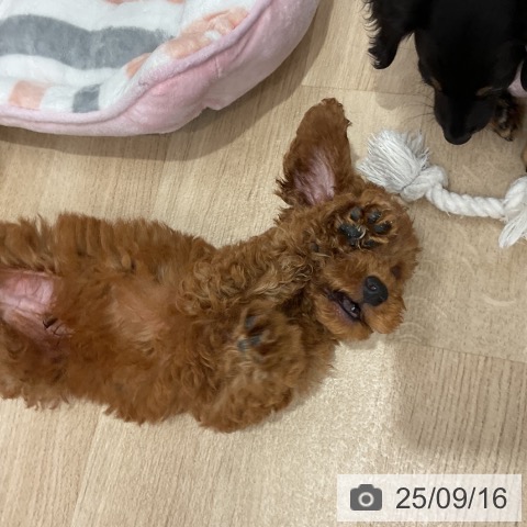 トイ・プードルの写真