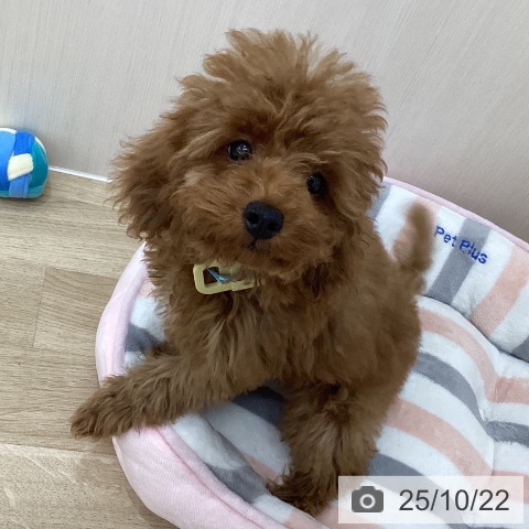 トイ・プードルの写真