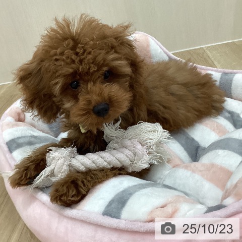 トイ・プードルの写真