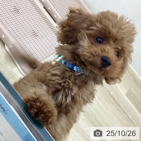 トイ・プードルの写真