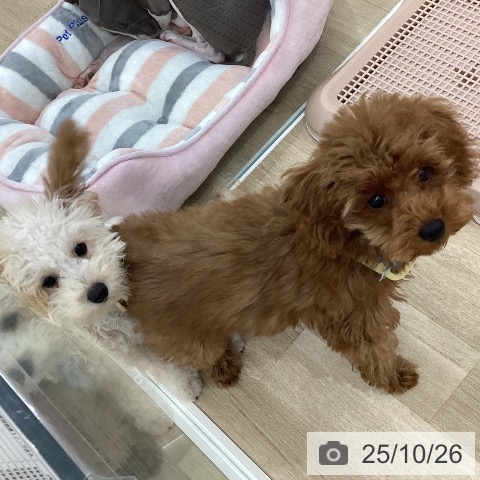 トイ・プードルの写真