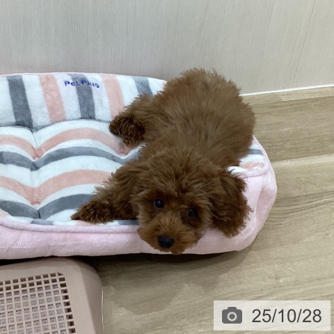 トイ・プードルの写真