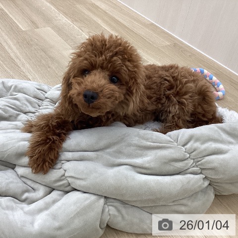 群馬県のトイプードル(トイ) (ペットプラス 前橋店/2025年7月14日生まれ/男の子/レッド)の子犬の4枚目の画像