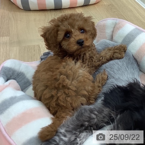 トイ・プードルの写真