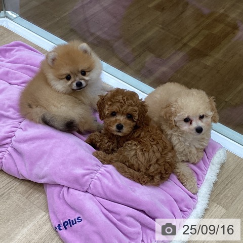 ポメラニアンの写真