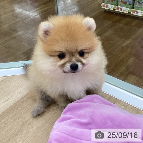 ポメラニアンの写真