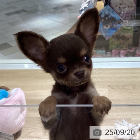 チワワの写真