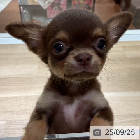 チワワの写真