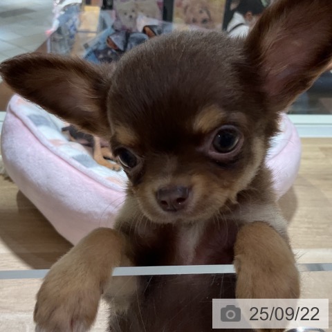チワワの写真