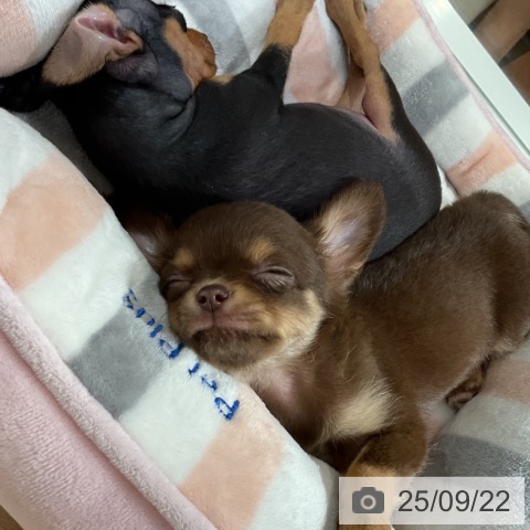チワワの写真