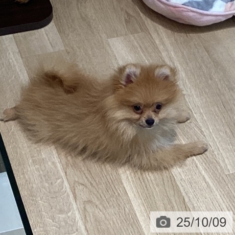 ポメラニアンの写真