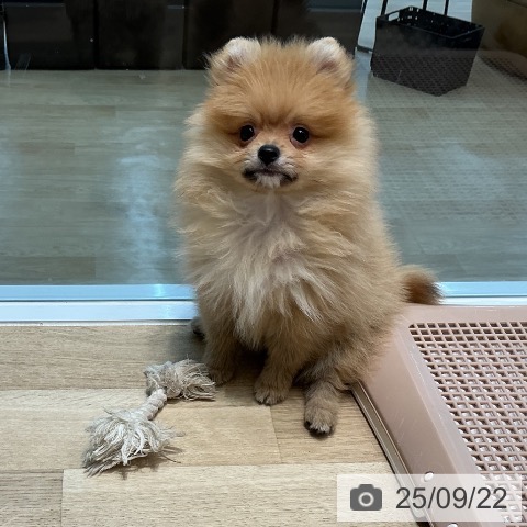 ポメラニアンの写真