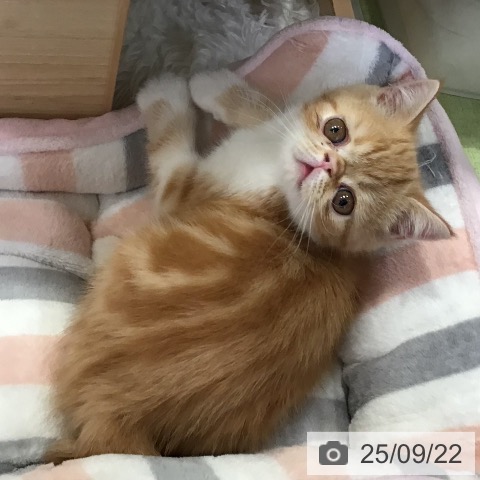 エキゾチックの写真