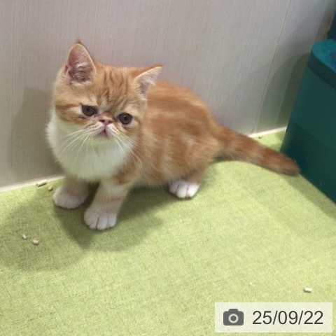 エキゾチックの写真