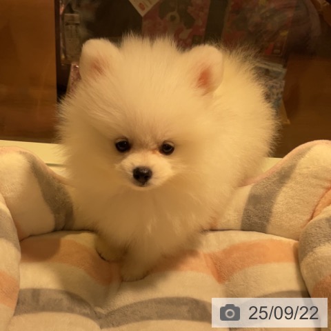 ポメラニアンの写真
