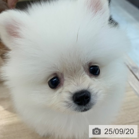 ポメラニアンの写真