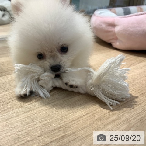 ポメラニアンの写真