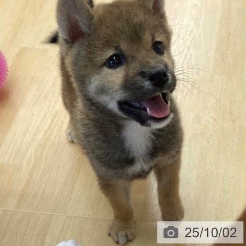 柴の写真