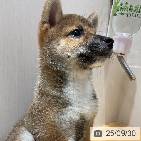 柴の写真