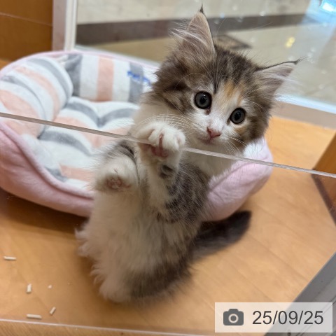 ノルウェージャンフォレストキャットの写真