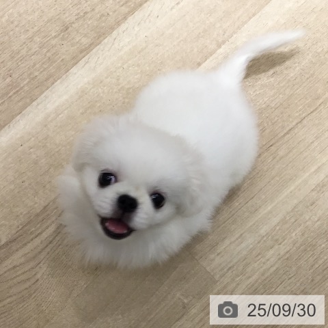 ペキニーズの写真
