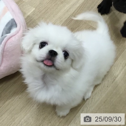 ペキニーズの写真