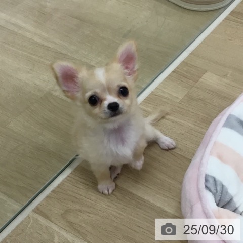 チワワの写真