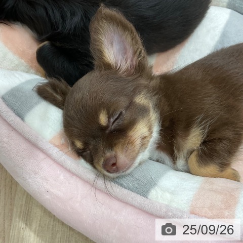 チワワの写真