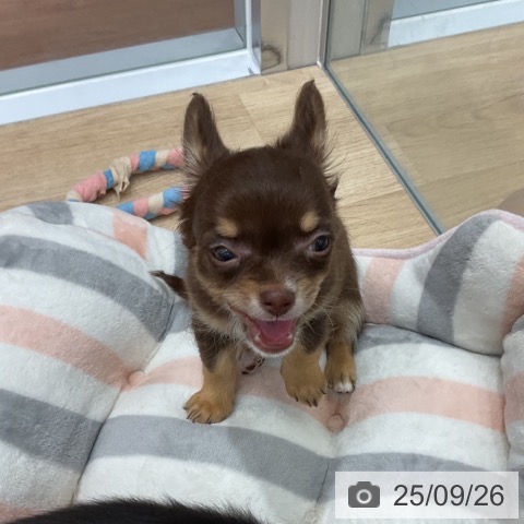 チワワの写真
