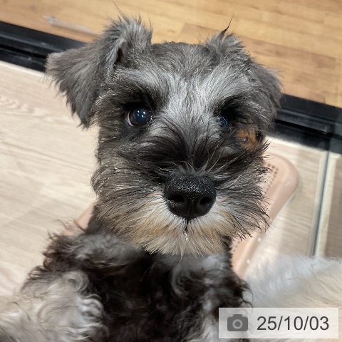 ミニチュア・シュナウザーの写真