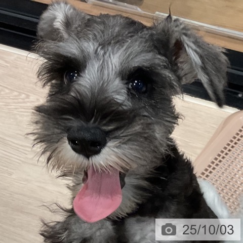 ミニチュア・シュナウザーの写真