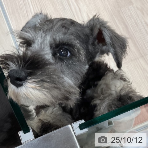 ミニチュア・シュナウザーの写真