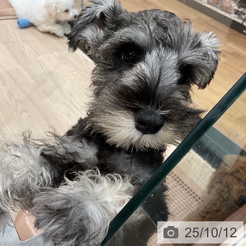 ミニチュア・シュナウザーの写真