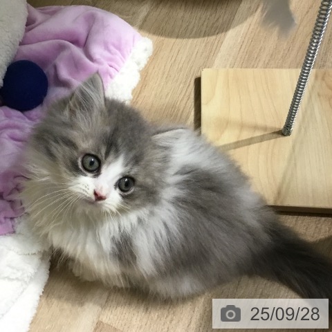 ミヌエットの写真