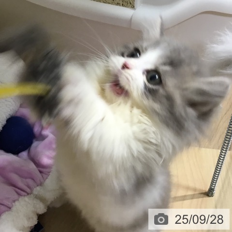 ミヌエットの写真