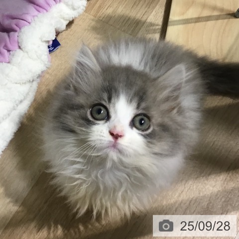 ミヌエットの写真