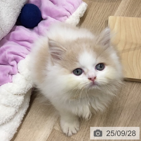 ミヌエットの写真