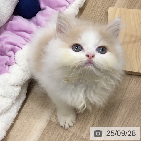 ミヌエットの写真