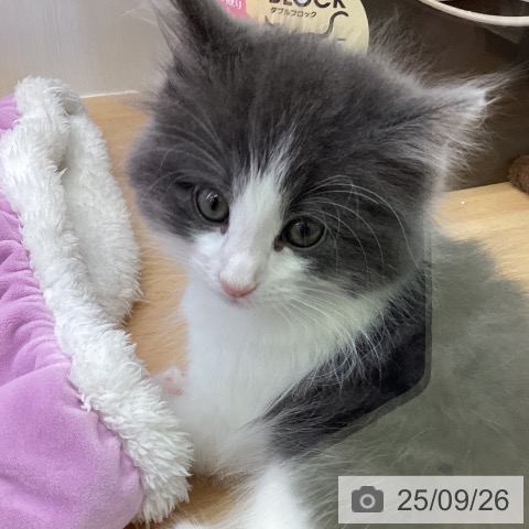 ノルウェージャンフォレストキャットの写真