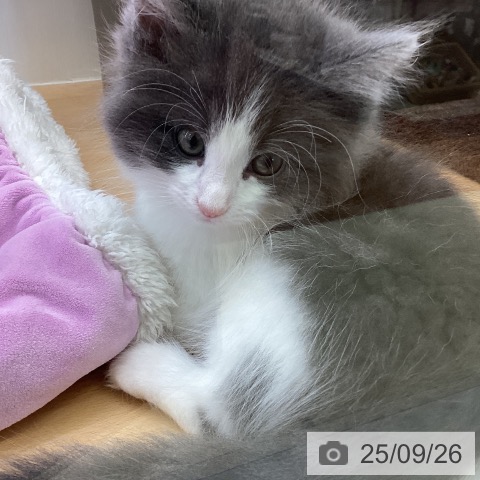 ノルウェージャンフォレストキャットの写真
