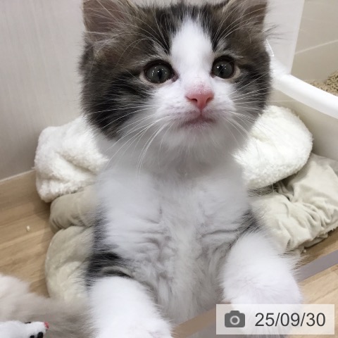ノルウェージャンフォレストキャットの写真