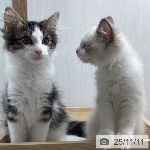 ノルウェージャンフォレストキャットの写真